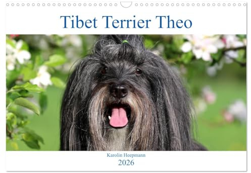 Tibet Terrier Theo (Wandkalender 2026 DIN A3 quer), CALVENDO Monatskalender: Mit dem fröhlichen Theo durch das Jahr! (CALVENDO Tiere)