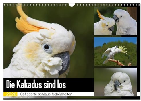 Die Kakadus sind los (Wandkalender 2026 DIN A3 quer), CALVENDO Monatskalender: Gefiederte schlaue Schönheiten (CALVENDO Tiere)