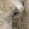Notizbuch / Tagebuch - quadratisch Dreaming of Africa - Elefant: sei UNIQUE, schreibe SQUARE - 153*153cm