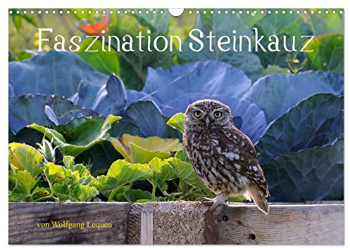 Faszination Steinkauz (Wandkalender 2026 DIN A3 quer), CALVENDO Monatskalender: Einmalige Bilder von Steinkäuzen in freier Natur. (CALVENDO Tiere)