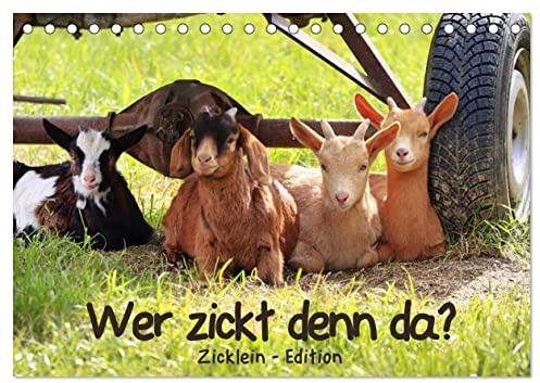 Wer zickt denn da? - Zicklein-Edition (Tischkalender 2026 DIN A5 quer), CALVENDO Monatskalender: Die niedlichen kleinen Ziegen sind los! (CALVENDO Tiere)