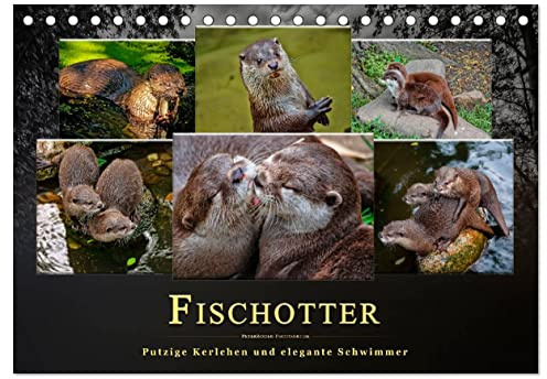 Fischotter - putzige Kerlchen und elegante Schwimmer (Tischkalender 2026 DIN A5 quer), CALVENDO Monatskalender: Der Fischotter ist zwar ein ... Tier einfach nur knuddeln. (CALVENDO Tiere)