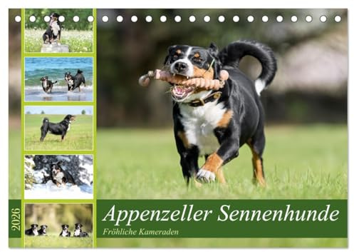 Appenzeller Sennenhunde - Fröhliche Kameraden (Tischkalender 2026 DIN A5 quer), CALVENDO Monatskalender: Fröhliche und quirlige Appenzeller Sennenhunde in ihrer ganzen Pracht. (CALVENDO Tiere)