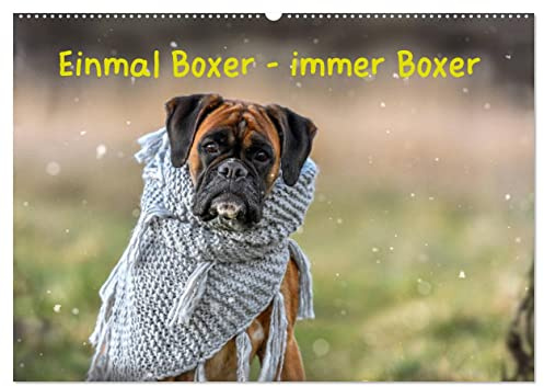 Einmal Boxer - immer Boxer (Wandkalender 2026 DIN A2 quer), CALVENDO Monatskalender: Boxer, die tollsten Hunde der Welt. (CALVENDO Tiere)
