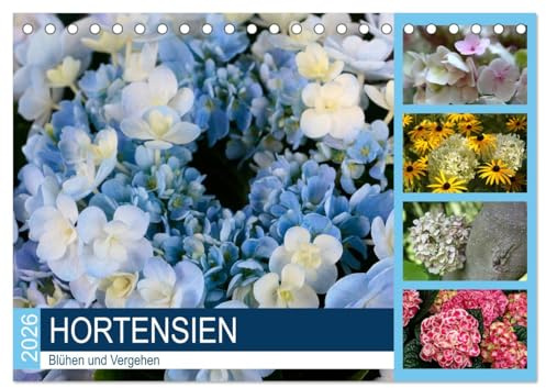 Hortensien Blühen und Vergehen (Tischkalender 2026 DIN A5 quer), CALVENDO Monatskalender: Hortensie, eine Pflanze, die selbst im Verblühen reizvoll bleibt (CALVENDO Natur)