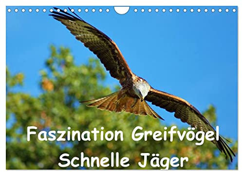Faszination Greifvögel Schnelle Jäger (Wandkalender 2025 DIN A4 quer), CALVENDO Monatskalender: Greifvögel faszinieren seit langem die Menschen. ... Falke und Co. die faszinieren (CALVENDO Orte)