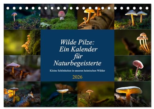 Wilde Pilze: Ein Kalender für Naturbegeisterte (Tischkalender 2026 DIN A5 quer), CALVENDO Monatskalender: Heimische Pilze ansprechend fotografiert (CALVENDO Natur)
