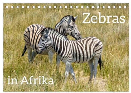 Zebras in Afrika (Tischkalender 2026 DIN A5 quer), CALVENDO Monatskalender: Zebras in der Wildnis beobachten (CALVENDO Tiere)