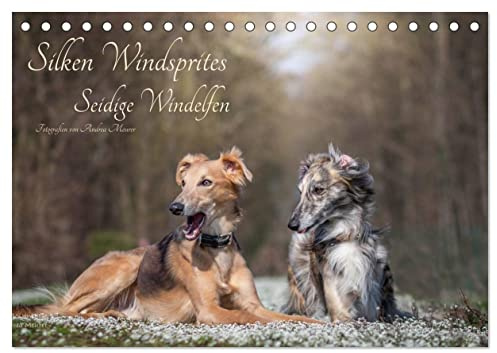 Silken Windsprites - Seidige Windelfen (Tischkalender 2026 DIN A5 quer), CALVENDO Monatskalender: Ein Kalender mit 13 liebevollen Fotografien dieser eleganten Windhundrasse. (CALVENDO Tiere)