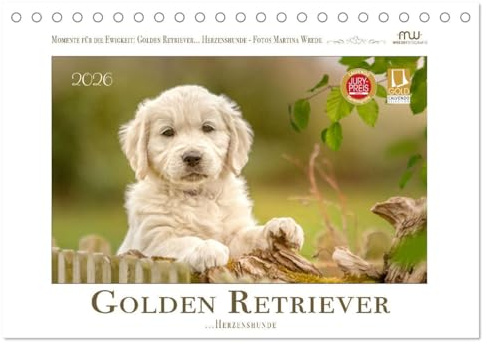 Golden Retriever... Herzenshunde (Tischkalender 2026 DIN A5 quer), CALVENDO Monatskalender: Zauberhafte Golden Retrieverfotos begleiten Sie durch das Jahr (CALVENDO Tiere)