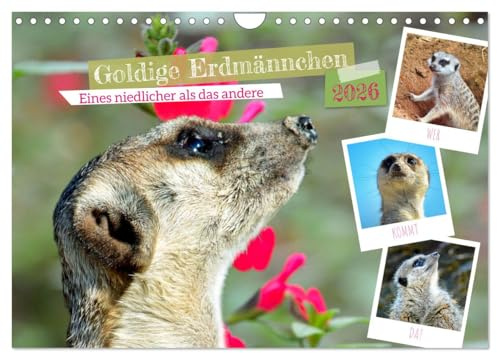Goldige Erdmännchen (Wandkalender 2026 DIN A4 quer), CALVENDO Monatskalender: Eines niedlicher als das andere (CALVENDO Tiere)