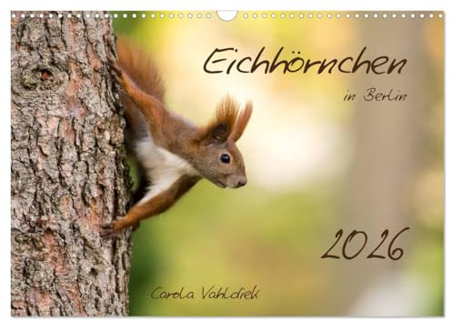 Eichhörnchen in Berlin (Wandkalender 2026 DIN A3 quer), CALVENDO Monatskalender: Zauberhaft-niedliche Fotos der putzigen, kleinen Nagetiere in ihrem Lebensraum in Berlin (CALVENDO Tiere)