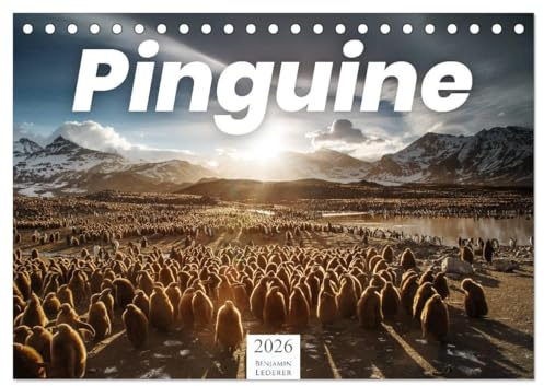 Pinguine - Die sympathischen Frack-Träger (Tischkalender 2026 DIN A5 quer), CALVENDO Monatskalender: Süße Tiere zum verlieben! (CALVENDO Tiere)