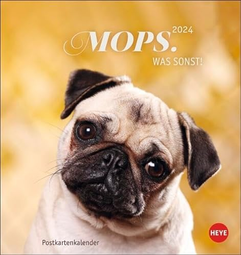 Mops Postkartenkalender 2024. Die kleinen Hunde in einem Postkarten-Fotokalender porträtiert. Kleiner Kalender zum Aufstellen oder Aufhängen für Hundefreunde.