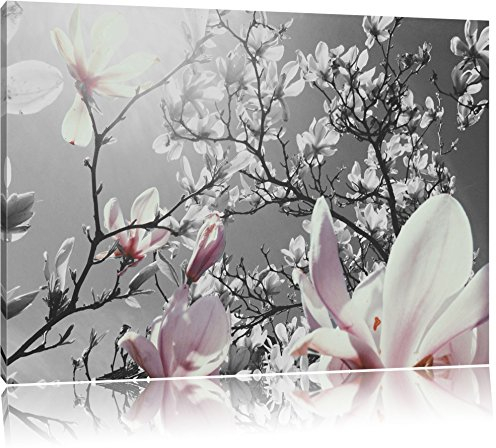 Pixxprint schöne Magnolie Blüten B&W, Größe: 100x70cm, Leinwandbild, fertig gespannt, Wandbild, Dekoration, Kunstdruck, kein Poster