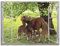 ARTLAND Wanddeko Leinwand Bilder Wandbild 80x60 cm Fensterblick Fenster Pferd Pony Natur Wiese Landhaus Baum Ausblick S8HN