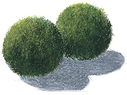 3 boules de mousse pour Aquarium 4 – 6 cm Cladophora aegagrophila