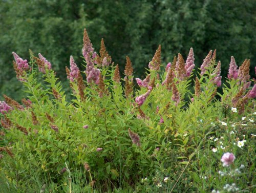 10 Filterpflanzen f Teichufer min. 5 Sorten