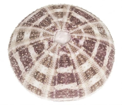 NaDeco Seeigelgehäuse Alfonso 6-8cm | Toxopneustes pileolus | Rosen Seeigel | maritime Dekoration | Tillandsien Seeigel