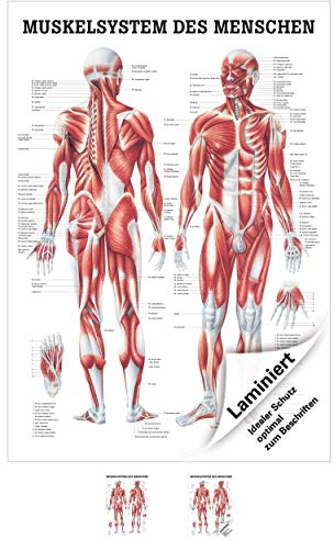 Sport-Tec Muskelsystem Mini-Poster Anatomie 34x24 cm medizinische Lehrmittel
