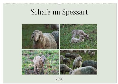 Schafe im Spessart (Wandkalender 2026 DIN A2 quer), CALVENDO Monatskalender: Ein Kalender voller Fotos der süßen Wollknäuel (CALVENDO Tiere)
