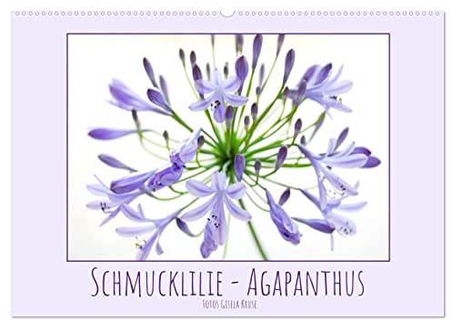Schmucklilie - Agapanthus (Wandkalender 2026 DIN A2 quer), CALVENDO Monatskalender: Die auch Liebesblume genannte majestätische Pflanze ist ein absoluter Blickfang (CALVENDO Natur)
