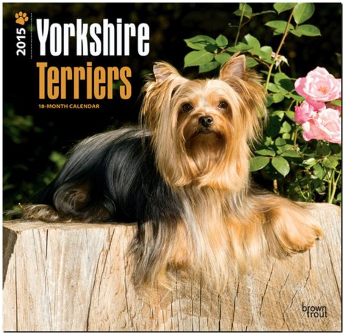 Yorkshire Terriers 2015 - Yorkshire Terrier: Original BrownTrout-Kalender [Mehrsprachig] [Kalender] (Wall-Kalender)