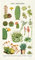 Cavallini Papers & Co. Succulents Cavallini Vintage Baumwolle Geschirrtuch