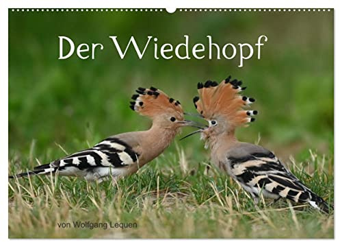Der Wiedehopf (Wandkalender 2026 DIN A2 quer), CALVENDO Monatskalender: Sehr seltene Aufnahmen von dem Vogel mit der Haube. (CALVENDO Tiere)