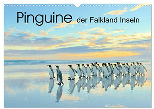 Pinguine der Falkland Inseln (Wandkalender 2026 DIN A3 quer), CALVENDO Monatskalender: Die tierischen Stars der Falkland Inseln: Pinguine! (CALVENDO Tiere)
