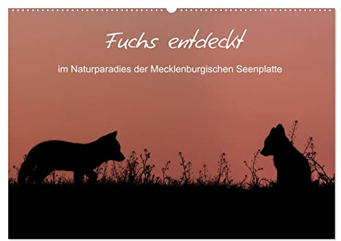 Fuchs entdeckt - im Naturparadies der Mecklenburgischen Seenplatte (Wandkalender 2026 DIN A2 quer), CALVENDO Monatskalender: Füchse beobachtet an der Mecklenburgischen Seenplatte (CALVENDO Tiere)