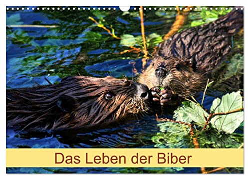 Das Leben der Biber (Wandkalender 2026 DIN A3 quer), CALVENDO Monatskalender: Größte Nagetier in Europa (CALVENDO Tiere)