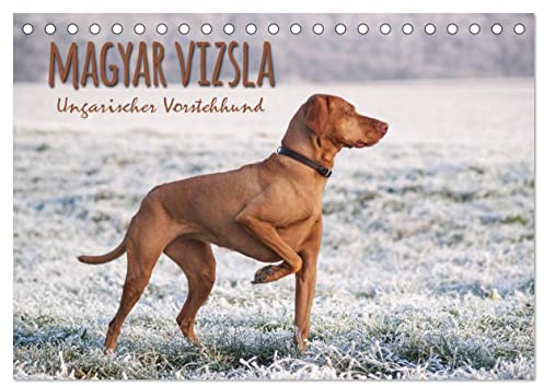 Magyar Vizsla - Ungarischer Vorstehhund (Tischkalender 2026 DIN A5 quer), CALVENDO Monatskalender: Mit dem ungarischen Vorstehhund durch das Jahr (CALVENDO Tiere)