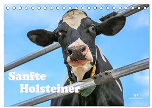 Sanfte Holsteiner (Tischkalender 2026 DIN A5 quer), CALVENDO Monatskalender: Glückliche Milchkühe aus dem Grönegau - Einfach schön und glücklich. (CALVENDO Tiere)