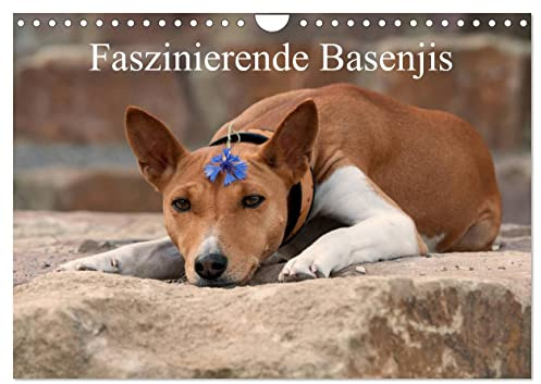Faszinierende Basenjis (Wandkalender 2026 DIN A4 quer), CALVENDO Monatskalender: Beeindruckende Fotos der Rasse Basenjis (CALVENDO Tiere)