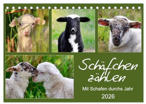 Schäfchen zählen - Mit Schafen durchs Jahr (Tischkalender 2026 DIN A5 quer), CALVENDO Monatskalender: Schafe und Lämmer auf Wiesen und Weiden (CALVENDO Tiere)