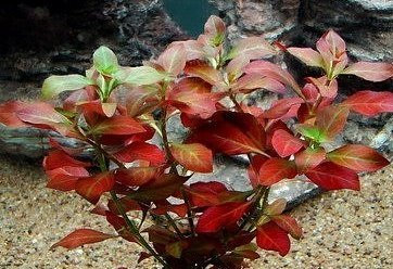 Plante vivante d’aquarium Ludwigia natans
