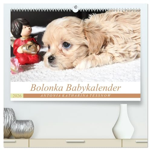 Bolonka Babykalender 2026 (hochwertiger Premium Wandkalender 2026 DIN A2 quer), Kunstdruck in Hochglanz: Ein gelungener Kalender mit hinreißenden ... kein Herz verschließen kann. (CALVENDO Tiere)