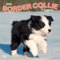 Border Collie Puppies | 2025 12 x 24 Inch Monthly Square Wall Calendar | Plastic-Free | BrownTrout | Animals Dog Breeds Collie Puppy