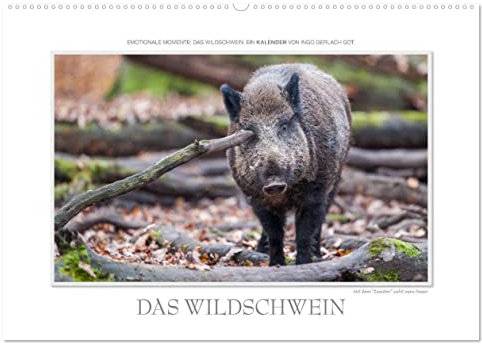 Emotionale Momente: Das Wildschwein. (Wandkalender 2025 DIN A2 quer), CALVENDO Monatskalender