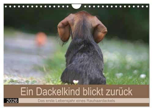 Ein Dackelkind blickt zurück (Wandkalender 2026 DIN A4 quer), CALVENDO Monatskalender: Das spannende erste Jahr im Leben eines Rauhaardackel. (CALVENDO Hobbys)