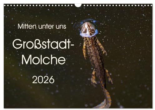 Mitten unter uns - Großstadt-Molche (Wandkalender 2026 DIN A3 quer), CALVENDO Monatskalender: Große und kleine Teichmolche (CALVENDO Tiere)