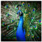 Bilderwelten Pfau Fototapete Vogelmotiv inkl. Kleister 192x192cm - Vliestapete Made in Germany - Tapete Vögel Schlafzimmer - Fototapete Vögel - Wandtapete Tiere Wohnzimmer Flur T_1409