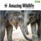 WWF Amazing Wildlife – Faszinierende Tierwelt 2022: Original Carousel-Kalender [Mehrsprachig] [Kalender] (Wall-Kalender)