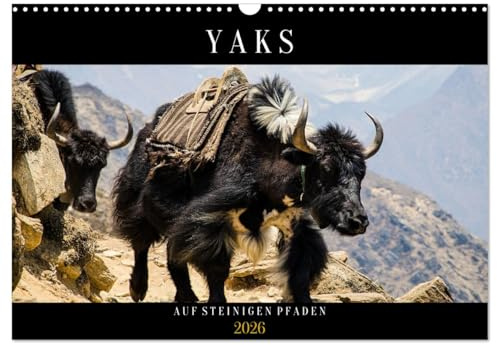 Yaks - auf steinigen Pfaden (Wandkalender 2026 DIN A3 quer), CALVENDO Monatskalender: Stimmungsvolle Bilder von Hausyaks und freilebenden Tieren in ... traumhafter Naturlandschaft (CALVENDO Tiere)