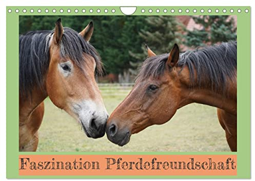 Faszination Pferdefreundschaft (Wandkalender 2026 DIN A4 quer), CALVENDO Monatskalender: Rheinisch-Deutsches Kaltblut und Trakehner - Freunde fürs Leben (CALVENDO Tiere)
