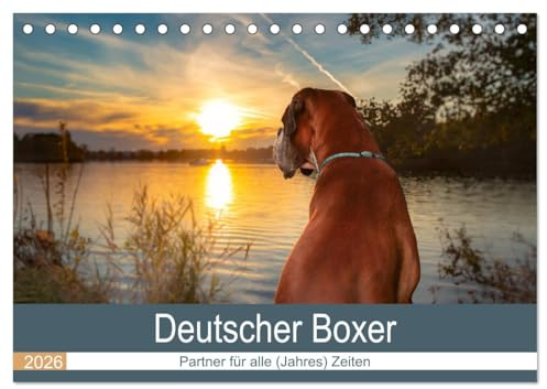 Deutscher Boxer (Tischkalender 2026 DIN A5 quer), CALVENDO Monatskalender: Partner für alle (Jahres) Zeiten (CALVENDO Tiere)