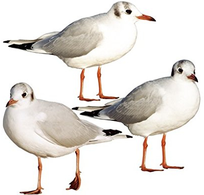 Bilderwelten Wandtattoo Vögel No.CA43 Möwen Trio, Größe HxB:35cm x 35cm