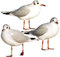 Bilderwelten Wandtattoo Vögel No.CA43 Möwen Trio, Größe HxB:35cm x 35cm