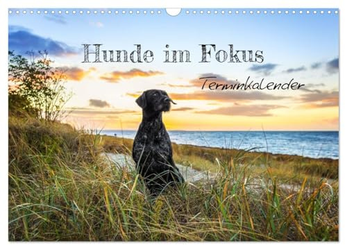 Hunde im Fokus (Wandkalender 2026 DIN A3 quer), CALVENDO Monatskalender: Die Vielfalt der Hunde(rassen) im Fokus. (CALVENDO Tiere)